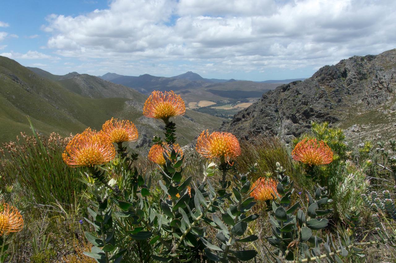 Phillipskop Mountain Reserve Stanford Eksteriør bilde